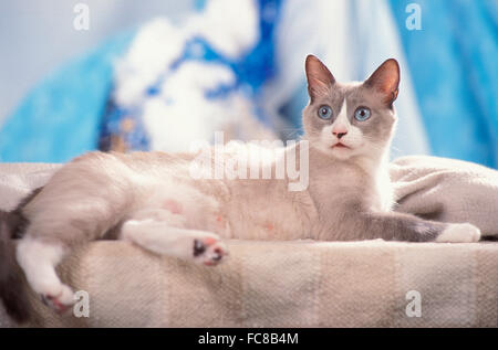 Schneeschuh-Katze. Für Erwachsene liegen auf einer Decke. Deutschland Stockfoto