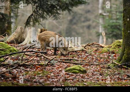 Wildschwein Stockfoto