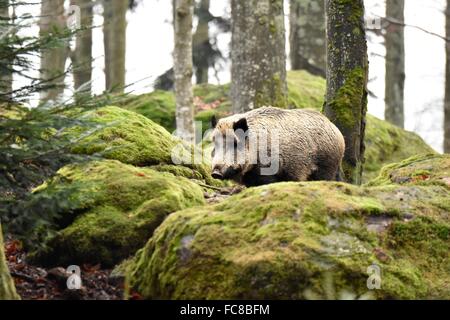 Wildschwein Stockfoto