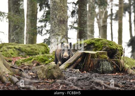 Wildschwein Stockfoto