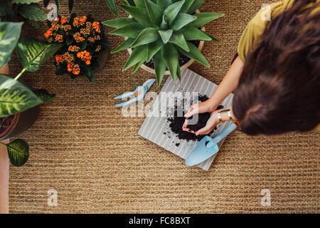 Kaukasische Frau pflanzt Topfpflanze Stockfoto