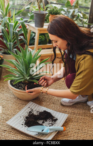 Kaukasische Frau pflanzt Topfpflanze Stockfoto