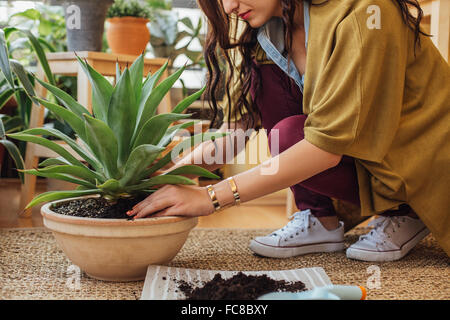 Kaukasische Frau pflanzt Topfpflanze Stockfoto