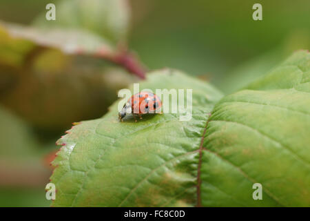 Sweet Cherry Tree, Lady beetle Stockfoto