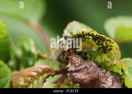 Sweet Cherry Tree, Blattläuse, Honigbiene Stockfoto