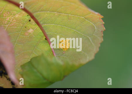 Sweet Cherry Tree, Lady Beetle Eiern Stockfoto