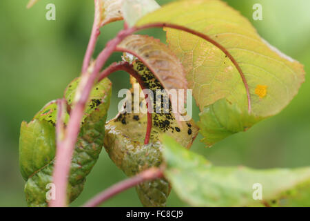 Sweet Cherry Tree, Blattläuse, Lady Beetle Eiern Stockfoto