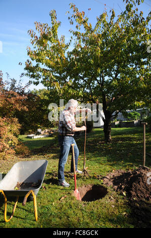 Sweet Cherry Baumpflanzung Stockfoto