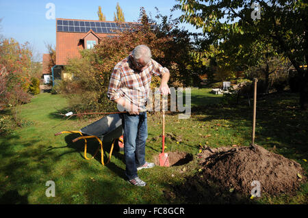 Sweet Cherry Baumpflanzung Stockfoto