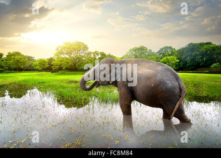 Elefant, Baden im See in der Nähe von grünen Bäumen Stockfoto