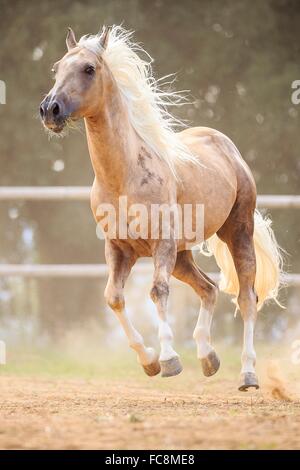 American Quarter Horse. Palomino Wallach in einer Koppel galoppieren. Italien Stockfoto