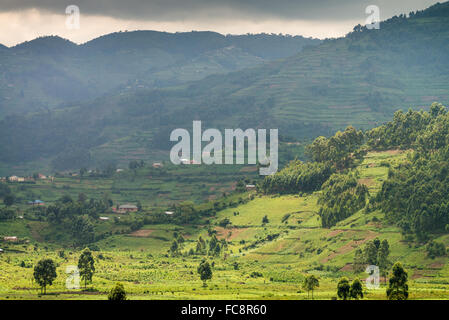 Landschaft mit landwirtschaftlichen Flächen, Bwindi Nationalpark in Süd-Uganda, Afrika Stockfoto
