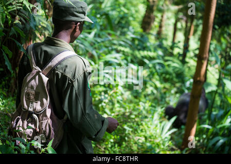 eine Gruppe von Touristen gehen für ein trekking zu finden Gorilla im Bwindi Nationalpark, Uganda, Afrika Stockfoto