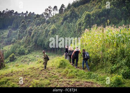 eine Gruppe von Touristen gehen für ein trekking zu finden Gorilla im Bwindi Nationalpark, Uganda, Afrika Stockfoto