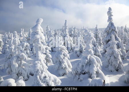 Cervenohorske Sedlo, Winter, Schnee Stockfoto