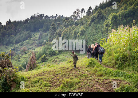 eine Gruppe von Touristen gehen für ein trekking zu finden Gorilla im Bwindi Nationalpark, Uganda, Afrika Stockfoto