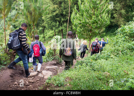 eine Gruppe von Touristen gehen für ein trekking zu finden Gorilla im Bwindi Nationalpark, Uganda, Afrika Stockfoto