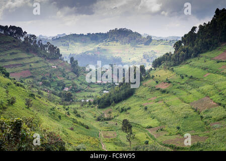 Landschaft mit landwirtschaftlichen Flächen, Bwindi Nationalpark in Süd-Uganda, Afrika Stockfoto