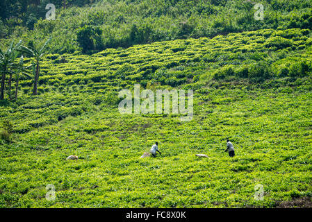 Ein Arbeitnehmer nimmt Tee in Ishaka, Uganda, Afrika Stockfoto