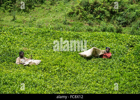 Ein Arbeitnehmer nimmt Tee in Ishaka, Uganda, Afrika Stockfoto