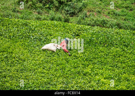 Ein Arbeitnehmer nimmt Tee in Ishaka, Uganda, Afrika Stockfoto