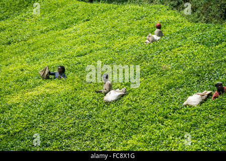 Ein Arbeitnehmer nimmt Tee in Ishaka, Uganda, Afrika Stockfoto