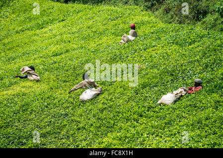 Ein Arbeitnehmer nimmt Tee in Ishaka, Uganda, Afrika Stockfoto