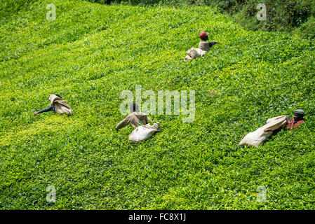 Ein Arbeitnehmer nimmt Tee in Ishaka, Uganda, Afrika Stockfoto