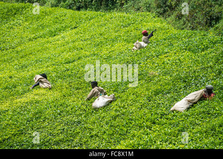 Ein Arbeitnehmer nimmt Tee in Ishaka, Uganda, Afrika Stockfoto