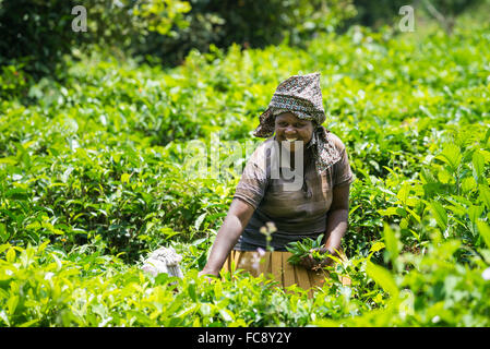 Ein Arbeitnehmer nimmt Tee in Ishaka, Uganda, Afrika Stockfoto