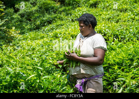 Ein Arbeitnehmer nimmt Tee in Ishaka, Uganda, Afrika Stockfoto