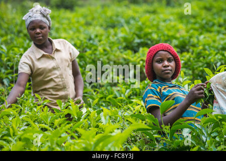 Ein Arbeitnehmer nimmt Tee in Ishaka, Uganda, Afrika Stockfoto