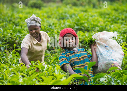 Ein Arbeitnehmer nimmt Tee in Ishaka, Uganda, Afrika Stockfoto