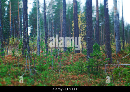 herbstliche dichten Waldlandschaft Stockfoto