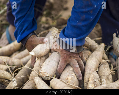 Nong Ya Khao, Nakhon Ratchasima, Thailand. 21. Januar 2016. Ein Landwirt nimmt Maniok auf seinem Gebiet in Nakhon Ratchasima Provinz von Thailand. Maniok, trockenheitsresistent Wurzel Gemüse, ist eines der Gemüse die thailändische Regierung die Bauern zum anstelle von Reis ermutigt und anderen mehr abhängige bewässern. Thailand ist weltweit führender Exporteur von getrocknete Maniok Flocken. Die Dürre Greifsysteme Thailand war während der Regenzeit nicht gebrochen. Bildnachweis: ZUMA Press, Inc./Alamy Live-Nachrichten Stockfoto