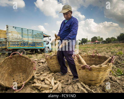 Nong Ya Khao, Nakhon Ratchasima, Thailand. 21. Januar 2016. Bauern ernten Maniok in einem Feld in Nakhon Ratchasima Provinz von Thailand. Maniok, trockenheitsresistent Wurzel Gemüse, ist eines der Gemüse die thailändische Regierung die Bauern zum anstelle von Reis ermutigt und anderen mehr abhängige bewässern. Thailand ist weltweit führender Exporteur von getrocknete Maniok Flocken. Die Dürre Greifsysteme Thailand war während der Regenzeit nicht gebrochen. Bildnachweis: ZUMA Press, Inc./Alamy Live-Nachrichten Stockfoto