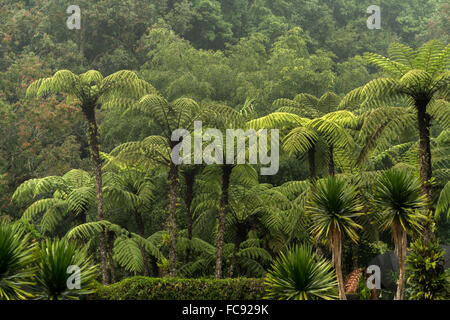 Baumfarne bei Eka Karya Botanischer Garten oder Bali Botanischer Garten in Bedugul, Bali, Indonesien Stockfoto