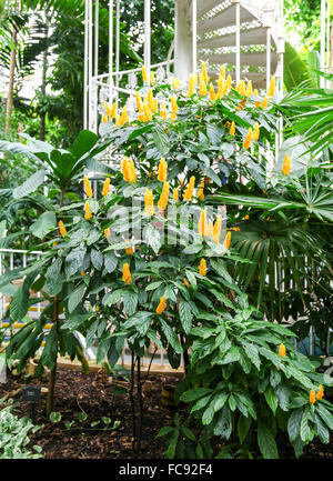 Pachystachys Lutea oder Lutscher Pflanze oder golden Garnelen Pflanzen in Kew Gardens Royal Botanical Gardens London England UK Stockfoto