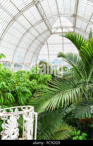 Empfindliche Pflanzen im Inneren das Palmenhaus in Kew Gardens Royal Botanical Gardens London England UK Stockfoto