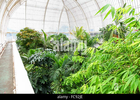 Empfindliche Pflanzen im Inneren das Palmenhaus in Kew Gardens Royal Botanical Gardens London England UK Stockfoto