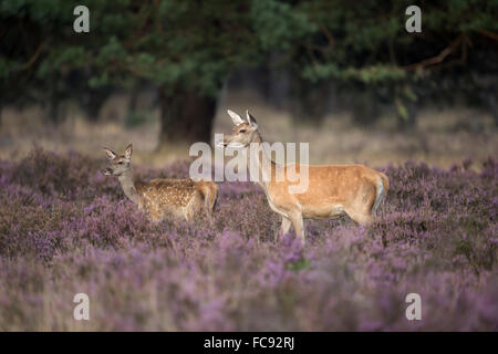 Rothirsch / Rotwild (Cervus Elaphus), Damhirschkuh mit Kitz, in einem Feld von blühenden Heidekraut steht nahe am Rand eines Waldes. Stockfoto