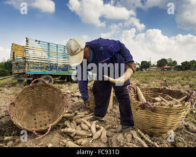 Nong Ya Khao, Nakhon Ratchasima, Thailand. 21. Januar 2016. Bauern ernten Maniok in einem Feld in Nakhon Ratchasima Provinz von Thailand. Maniok, trockenheitsresistent Wurzel Gemüse, ist eines der Gemüse die thailändische Regierung die Bauern zum anstelle von Reis ermutigt und anderen mehr abhängige bewässern. Thailand ist weltweit führender Exporteur von getrocknete Maniok Flocken. Die Dürre Greifsysteme Thailand war während der Regenzeit nicht gebrochen. Bildnachweis: ZUMA Press, Inc./Alamy Live-Nachrichten Stockfoto