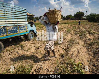 Nong Ya Khao, Nakhon Ratchasima, Thailand. 21. Januar 2016. Bauern ernten Maniok in einem Feld in Nakhon Ratchasima Provinz von Thailand. Maniok, trockenheitsresistent Wurzel Gemüse, ist eines der Gemüse die thailändische Regierung die Bauern zum anstelle von Reis ermutigt und anderen mehr abhängige bewässern. Thailand ist weltweit führender Exporteur von getrocknete Maniok Flocken. Die Dürre Greifsysteme Thailand war während der Regenzeit nicht gebrochen. Bildnachweis: ZUMA Press, Inc./Alamy Live-Nachrichten Stockfoto