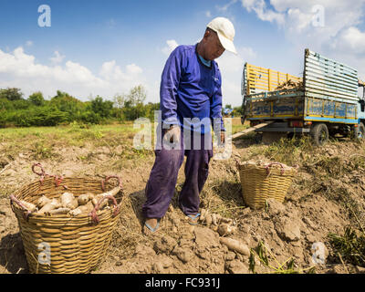 Nong Ya Khao, Nakhon Ratchasima, Thailand. 21. Januar 2016. Bauern ernten Maniok in einem Feld in Nakhon Ratchasima Provinz von Thailand. Maniok, trockenheitsresistent Wurzel Gemüse, ist eines der Gemüse die thailändische Regierung die Bauern zum anstelle von Reis ermutigt und anderen mehr abhängige bewässern. Thailand ist weltweit führender Exporteur von getrocknete Maniok Flocken. Die Dürre Greifsysteme Thailand war während der Regenzeit nicht gebrochen. Bildnachweis: ZUMA Press, Inc./Alamy Live-Nachrichten Stockfoto