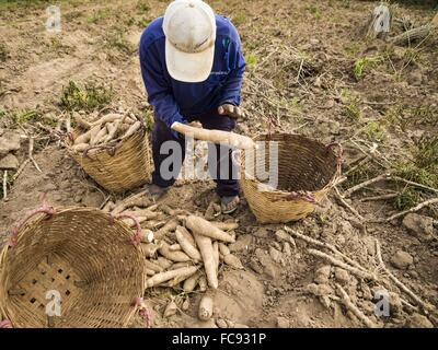 Nong Ya Khao, Nakhon Ratchasima, Thailand. 21. Januar 2016. Bauern ernten Maniok in einem Feld in Nakhon Ratchasima Provinz von Thailand. Maniok, trockenheitsresistent Wurzel Gemüse, ist eines der Gemüse die thailändische Regierung die Bauern zum anstelle von Reis ermutigt und anderen mehr abhängige bewässern. Thailand ist weltweit führender Exporteur von getrocknete Maniok Flocken. Die Dürre Greifsysteme Thailand war während der Regenzeit nicht gebrochen. Bildnachweis: ZUMA Press, Inc./Alamy Live-Nachrichten Stockfoto