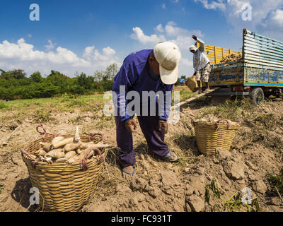 Nong Ya Khao, Nakhon Ratchasima, Thailand. 21. Januar 2016. Bauern ernten Maniok in einem Feld in Nakhon Ratchasima Provinz von Thailand. Maniok, trockenheitsresistent Wurzel Gemüse, ist eines der Gemüse die thailändische Regierung die Bauern zum anstelle von Reis ermutigt und anderen mehr abhängige bewässern. Thailand ist weltweit führender Exporteur von getrocknete Maniok Flocken. Die Dürre Greifsysteme Thailand war während der Regenzeit nicht gebrochen. Bildnachweis: ZUMA Press, Inc./Alamy Live-Nachrichten Stockfoto