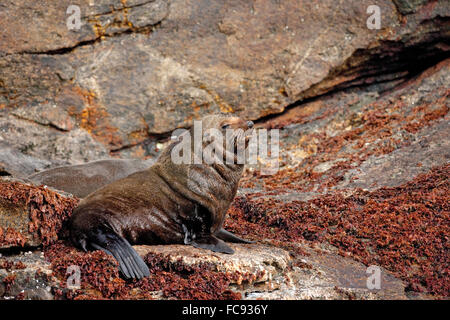 Antarktis-Seebär (Arctocephalus Gazella). Bull auf Algen bedeckten Felsen an der Küste. Snares Island. Neuseeland. Keine ausschließliche Stockfoto