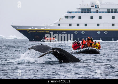 Buckelwale Tauchen während Zodiac Kreuzfahrt von Lindblad Expeditions-Schiff National Geographic Orion, Weddellmeer, Antarktis Stockfoto