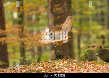 Schleiereule / Schleiereule (Tyto Alba) zieht, im Flug, natürliche Laubwälder Wald, Herbstfarben, goldenen Oktober. Stockfoto