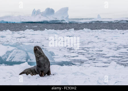 Erwachsenen Bull antarktische Pelz Dichtung (Arctocephalus Gazella), geschleppte aufs erste Jahr Meer Eis im Weddellmeer, Antarktis Stockfoto